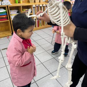 Conociendo el sistema óseo, Pre Kínder regular